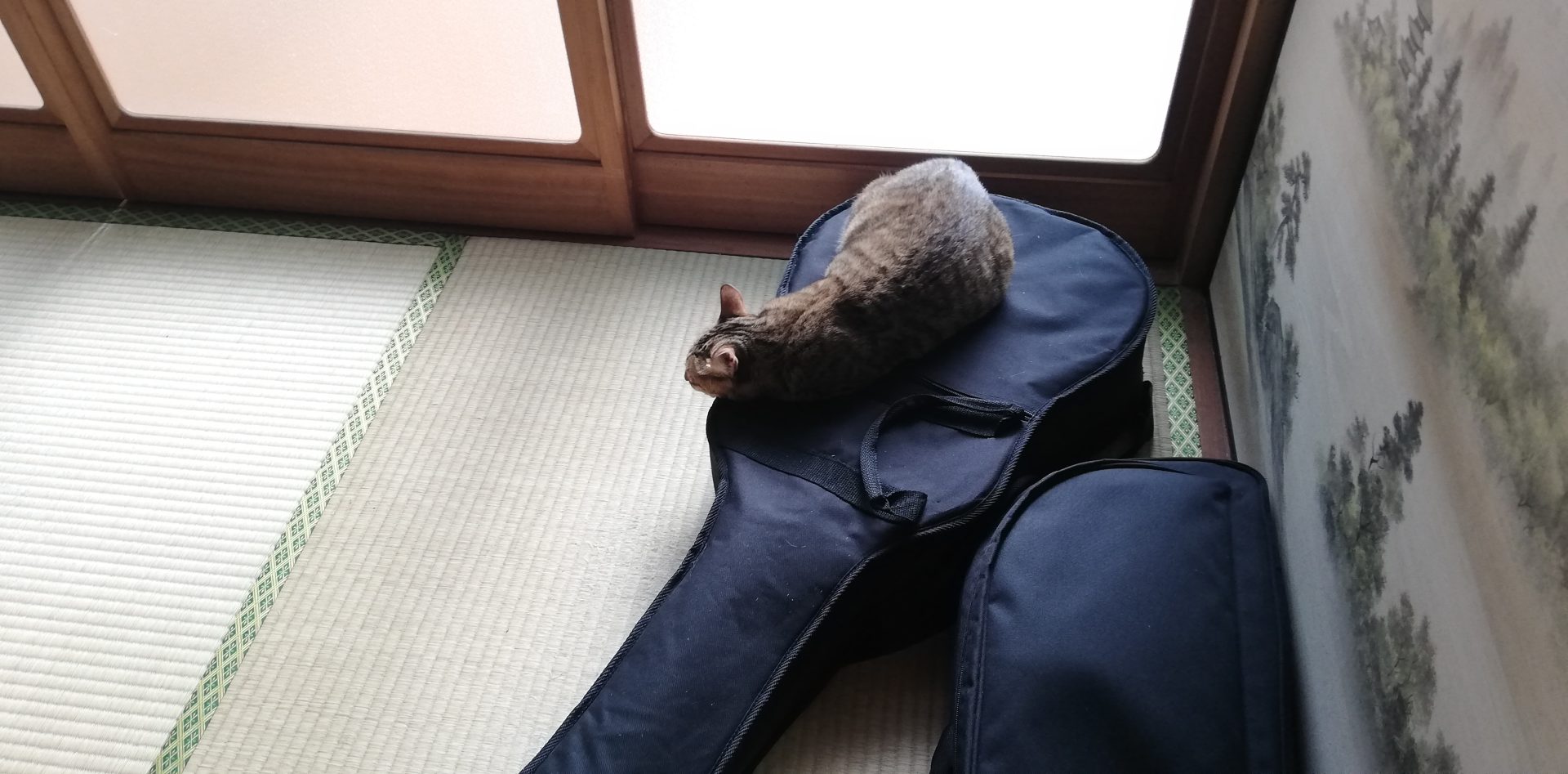 気に入ったらどこでも寝る。 ミツハとギター